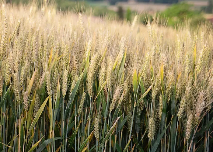 Pure Garderes 別荘 Monlezun