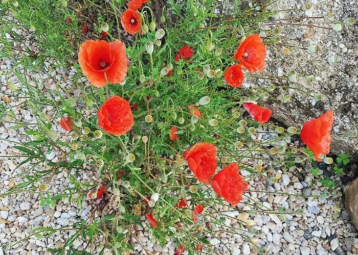 Pure Garderes Monlezun