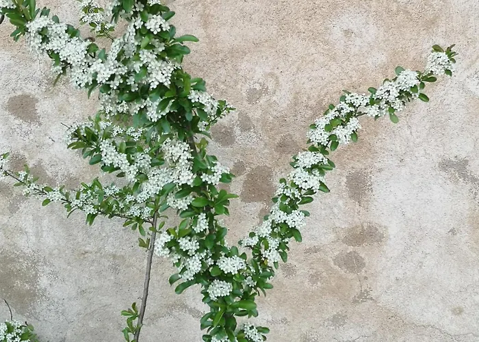 Pure Garderes * Monlezun